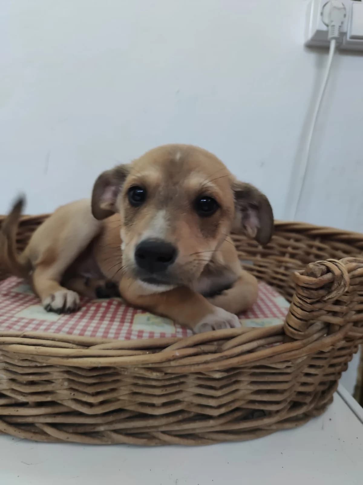 Baunilha, Mixed Breed for adoption at Quatro Patas e Focinhos