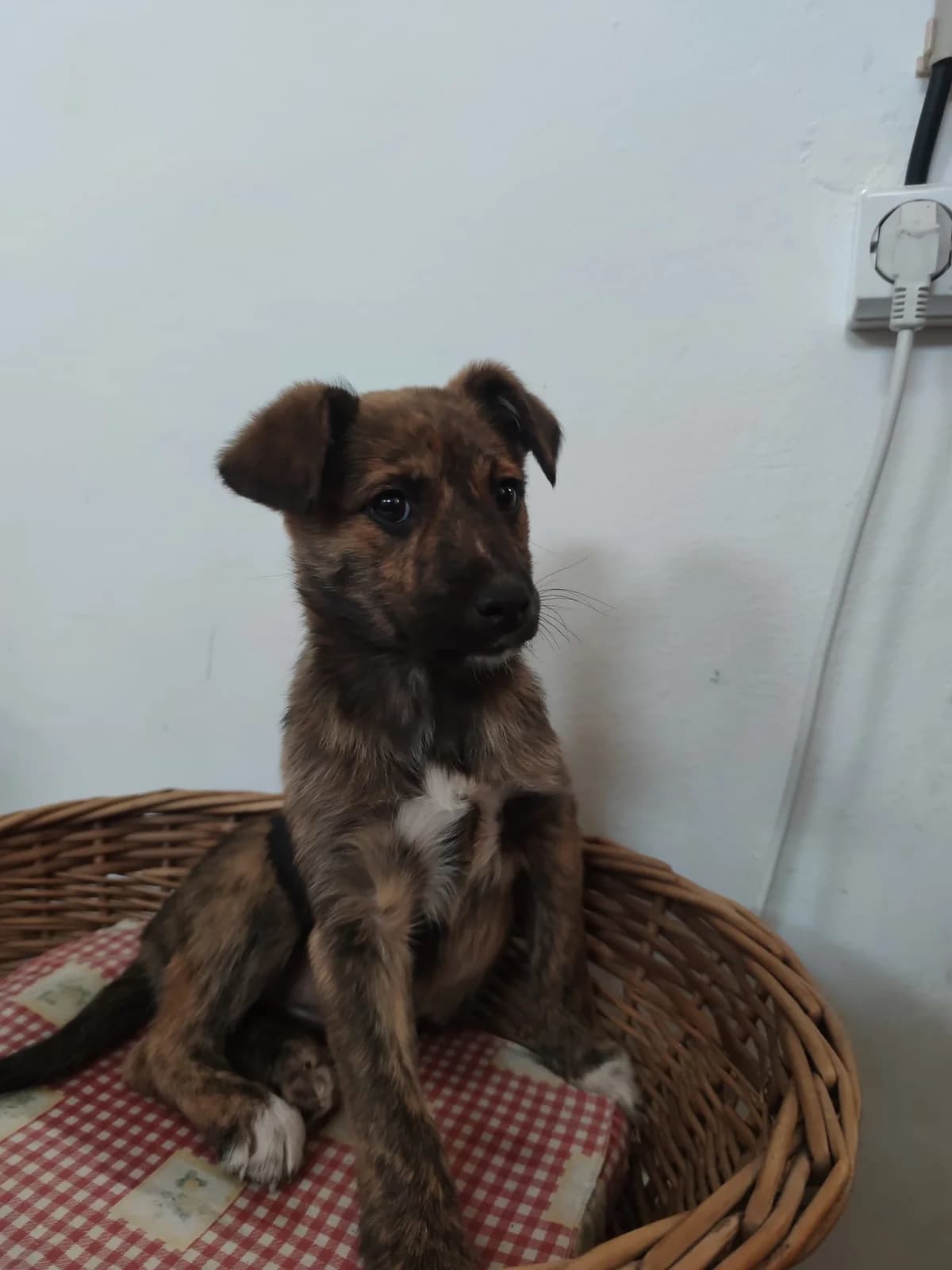 Caramelo, Mixed Breed for adoption at Quatro Patas e Focinhos