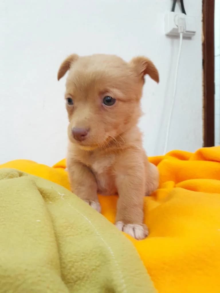Maria Flor, male puppy Mixed Breed for adoption at Quatro Patas e Focinhos