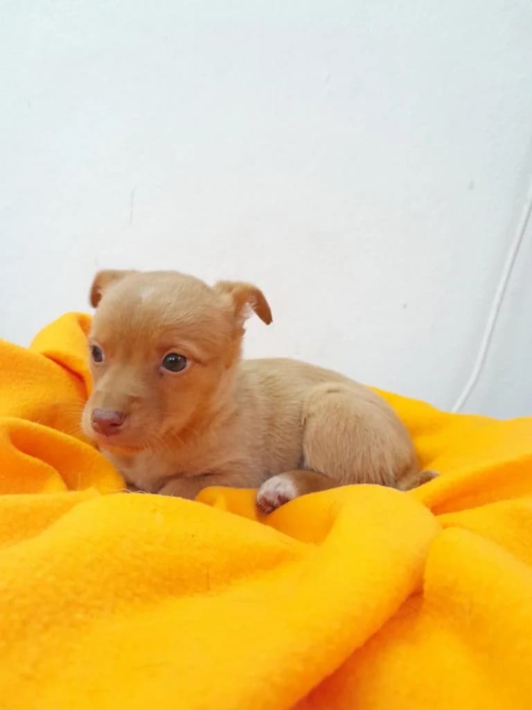 Maria Rita, male puppy Mixed Breed for adoption at Quatro Patas e Focinhos