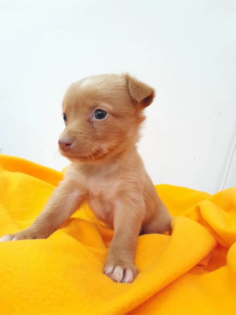 Lusito, male puppy Mixed Breed for adoption at Quatro Patas e Focinhos