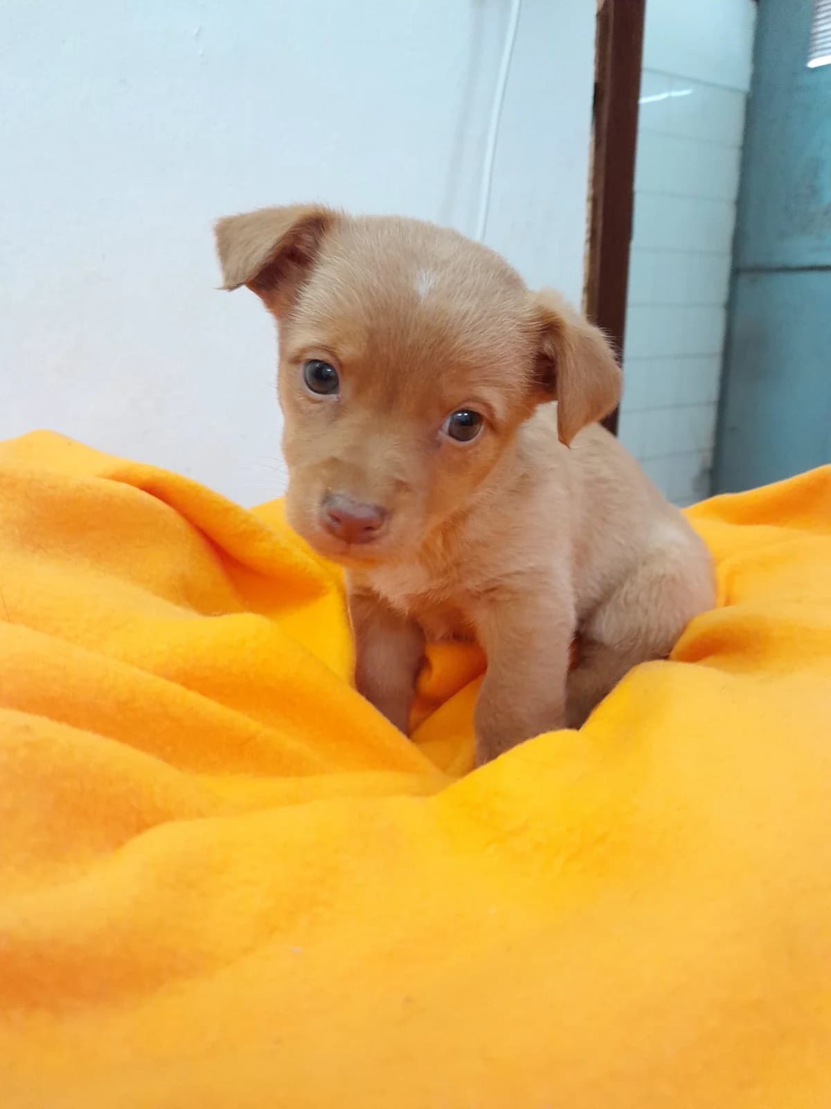 Maria Papoila, male puppy Mixed Breed for adoption at Quatro Patas e Focinhos