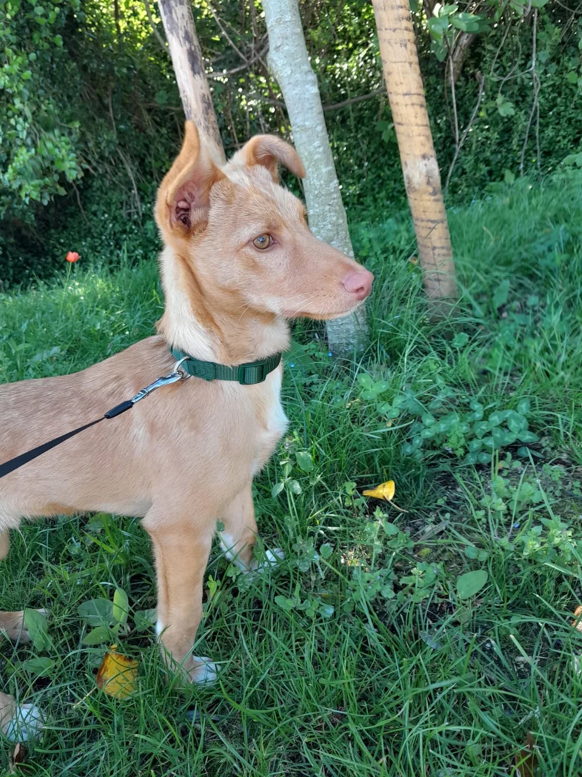 Snoopy, Mixed Breed for adoption at Quatro Patas e Focinhos