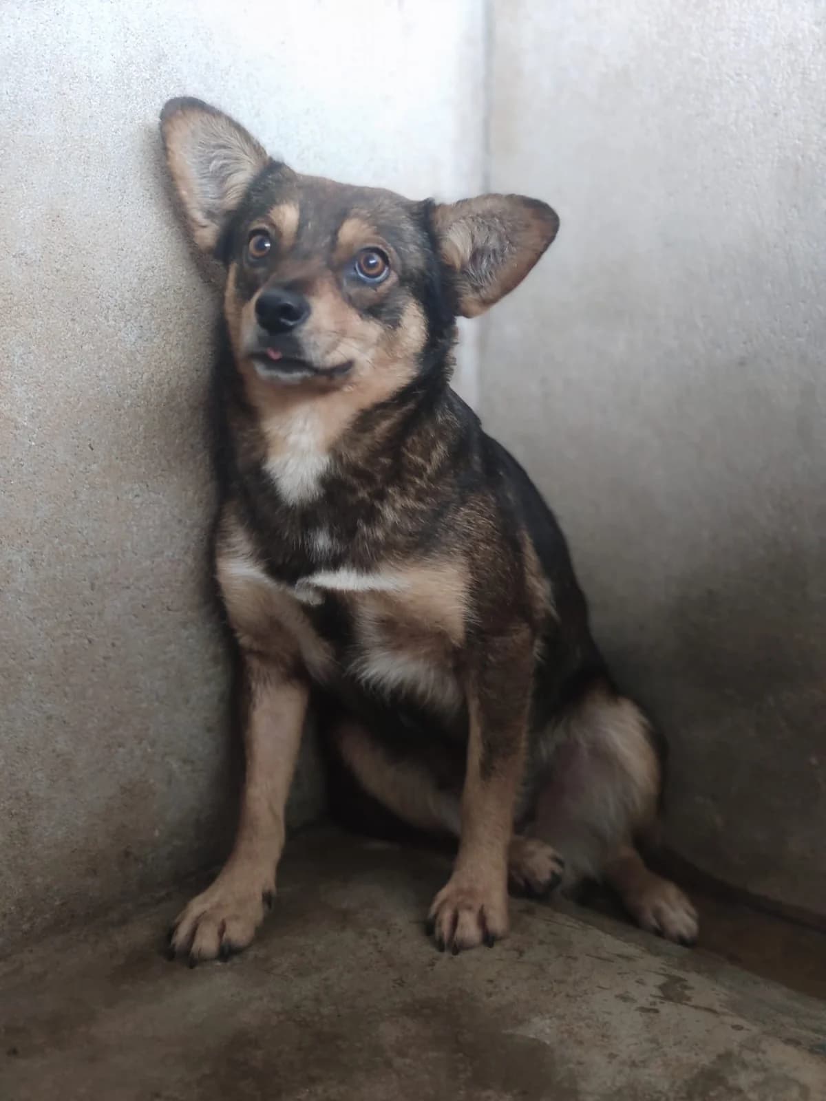 Iris, female Mixed Breed for adoption at Quatro Patas e Focinhos