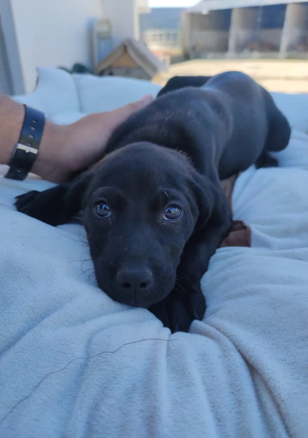 Oreo, puppy Mixed Breed for adoption at Quatro Patas e Focinhos
