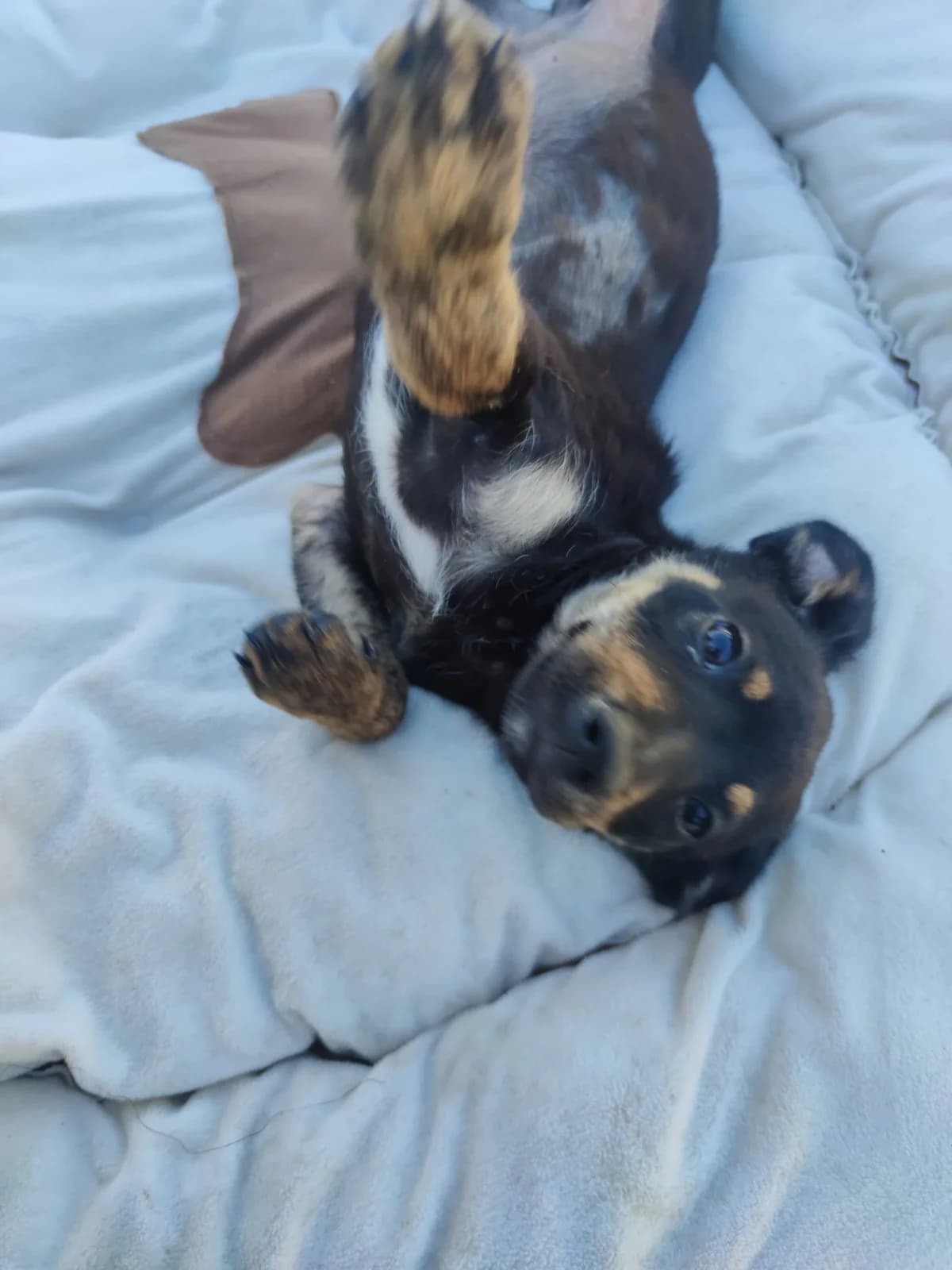 Kinder, puppy Mixed Breed for adoption at Quatro Patas e Focinhos