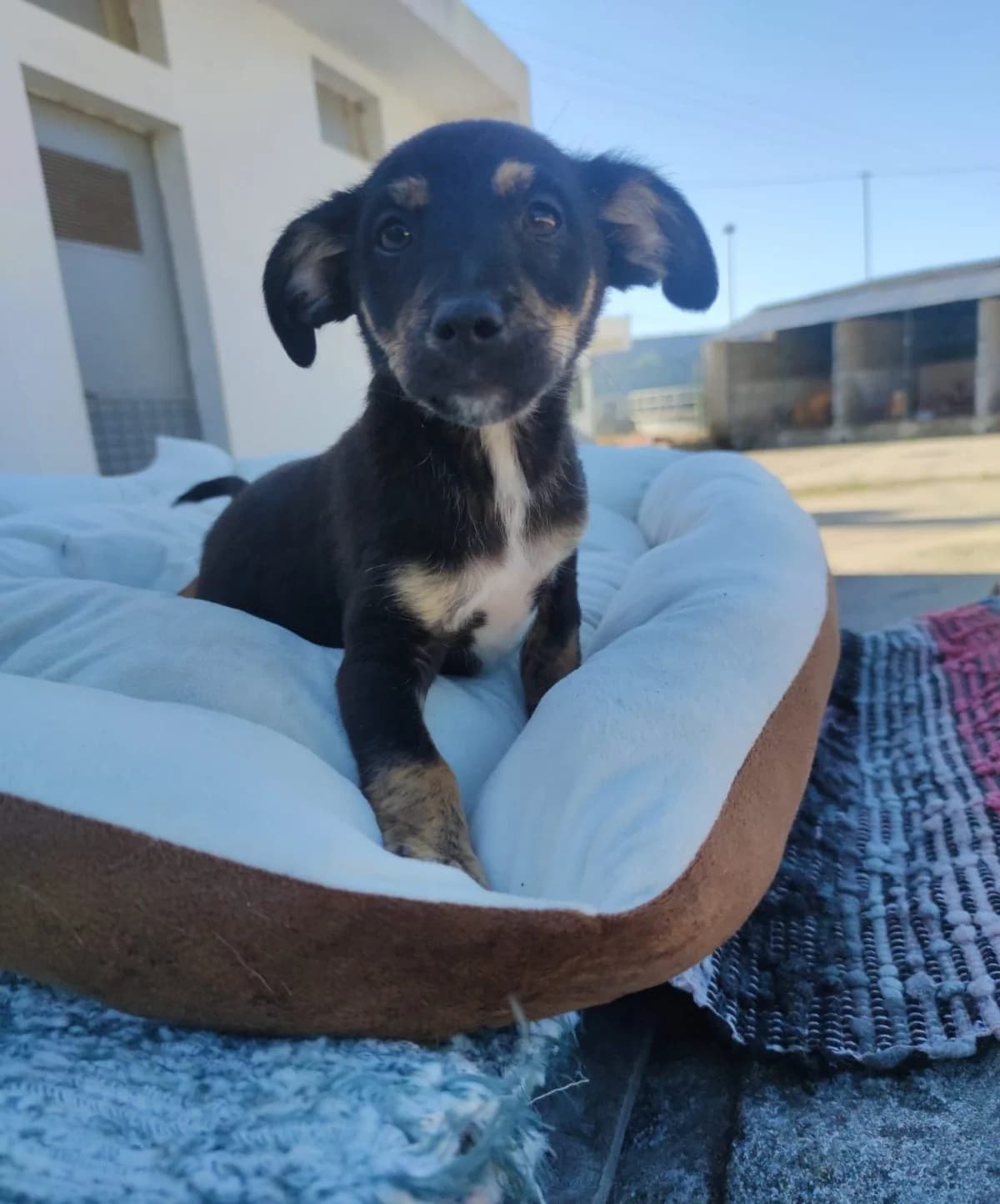 Cacau, puppy Mixed Breed for adoption at Quatro Patas e Focinhos