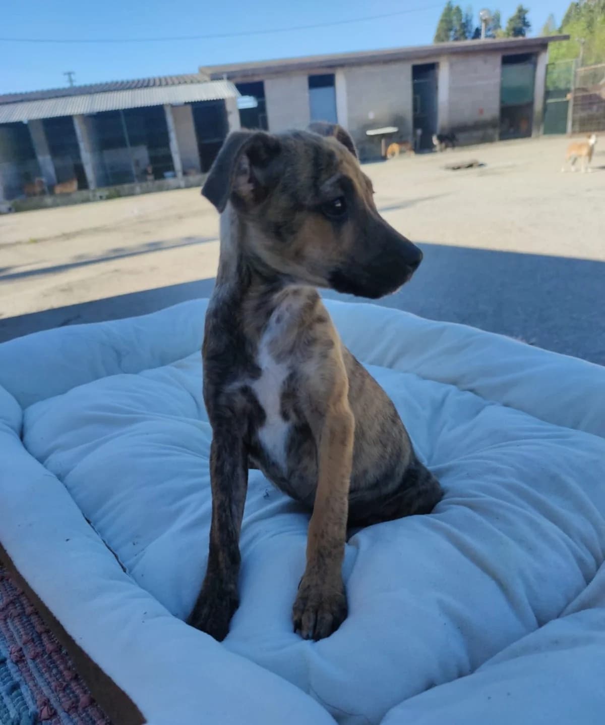 Nutella, puppy Mixed Breed for adoption at Quatro Patas e Focinhos