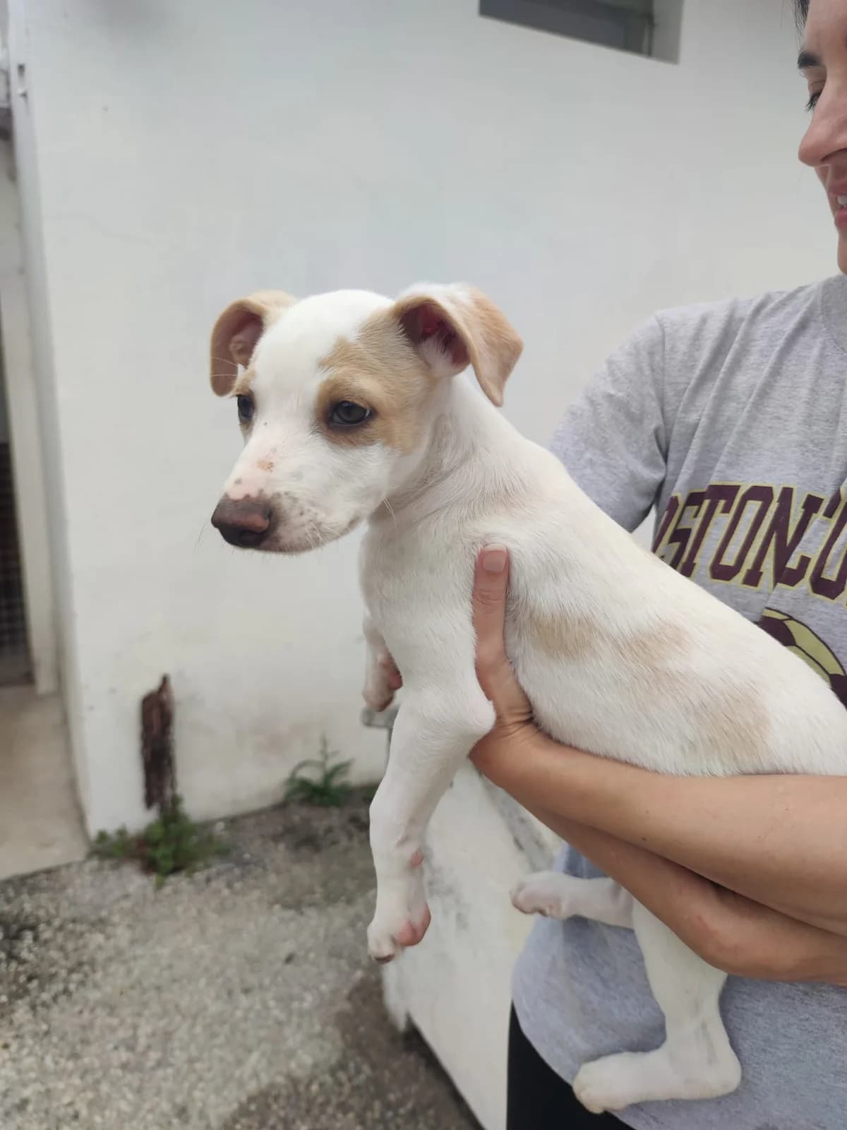 Viriato, male Mixed Breed for adoption at Quatro Patas e Focinhos