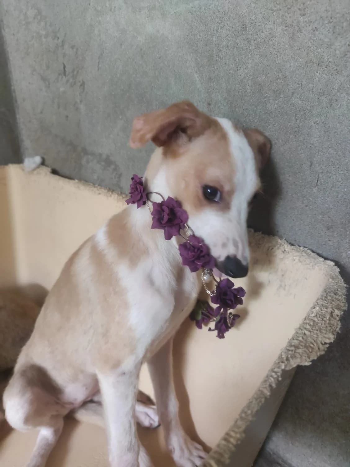 Canela, young Mixed Breed for adoption at Quatro Patas e Focinhos