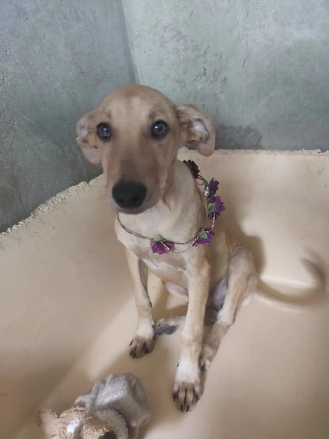 Pimentão, puppy Mixed Breed for adoption at Quatro Patas e Focinhos