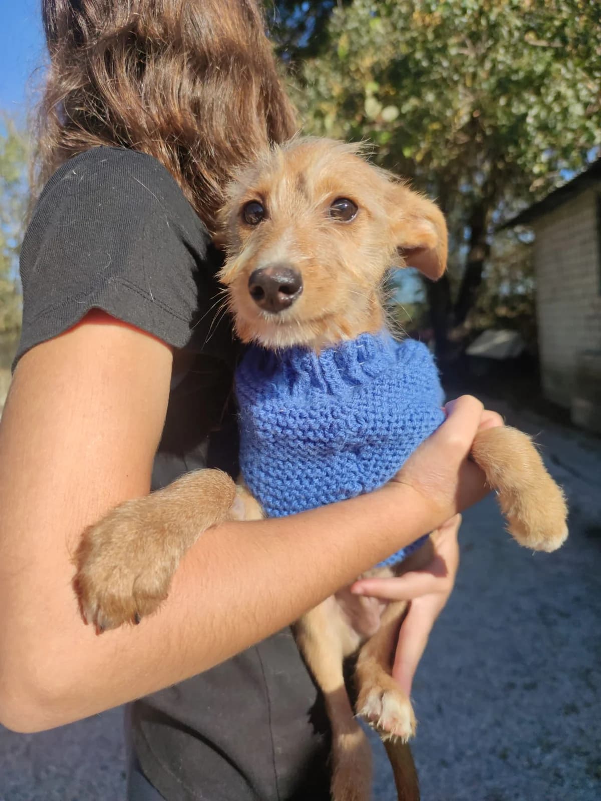 Cacho, male Mixed Breed for adoption at Quatro Patas e Focinhos