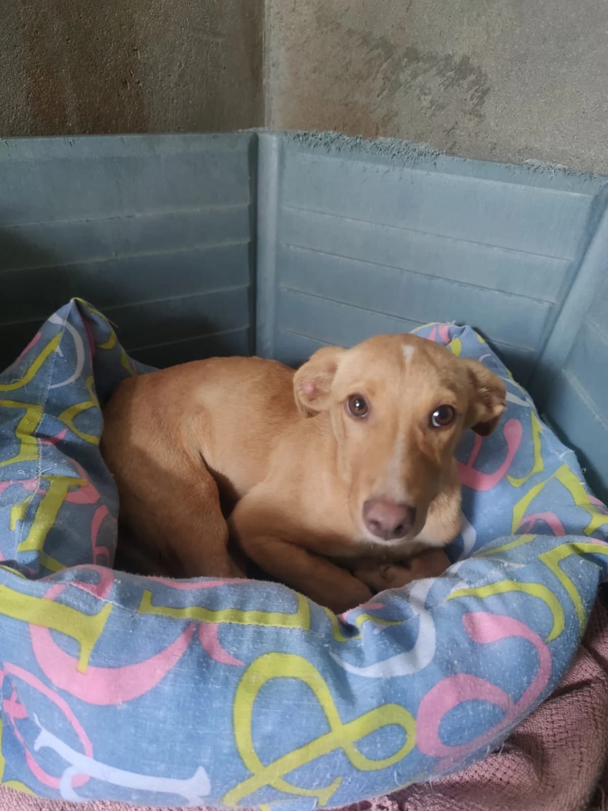 Doce, male puppy Mixed Breed for adoption at Quatro Patas e Focinhos