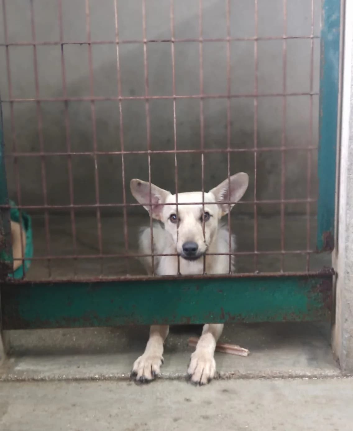 Rodolfo, male puppy Mixed Breed for adoption at Quatro Patas e Focinhos