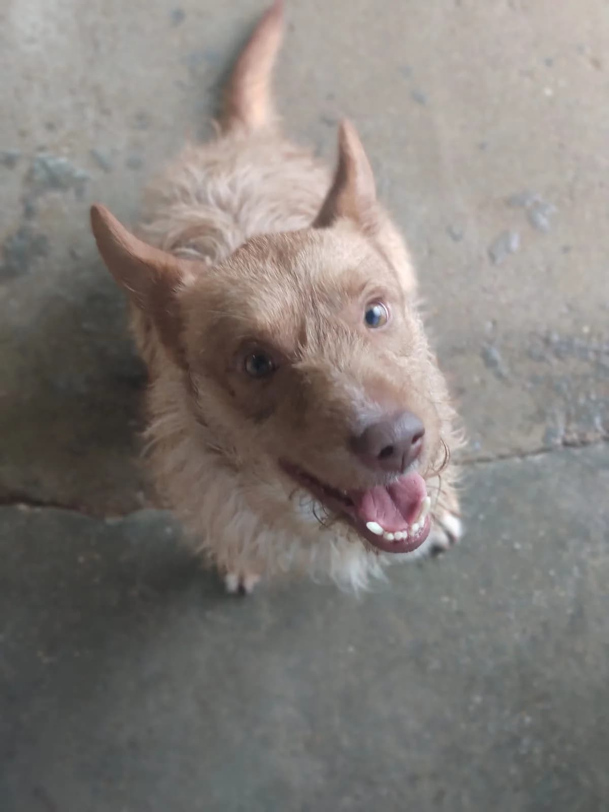 Joca, male Mixed Breed for adoption at Quatro Patas e Focinhos