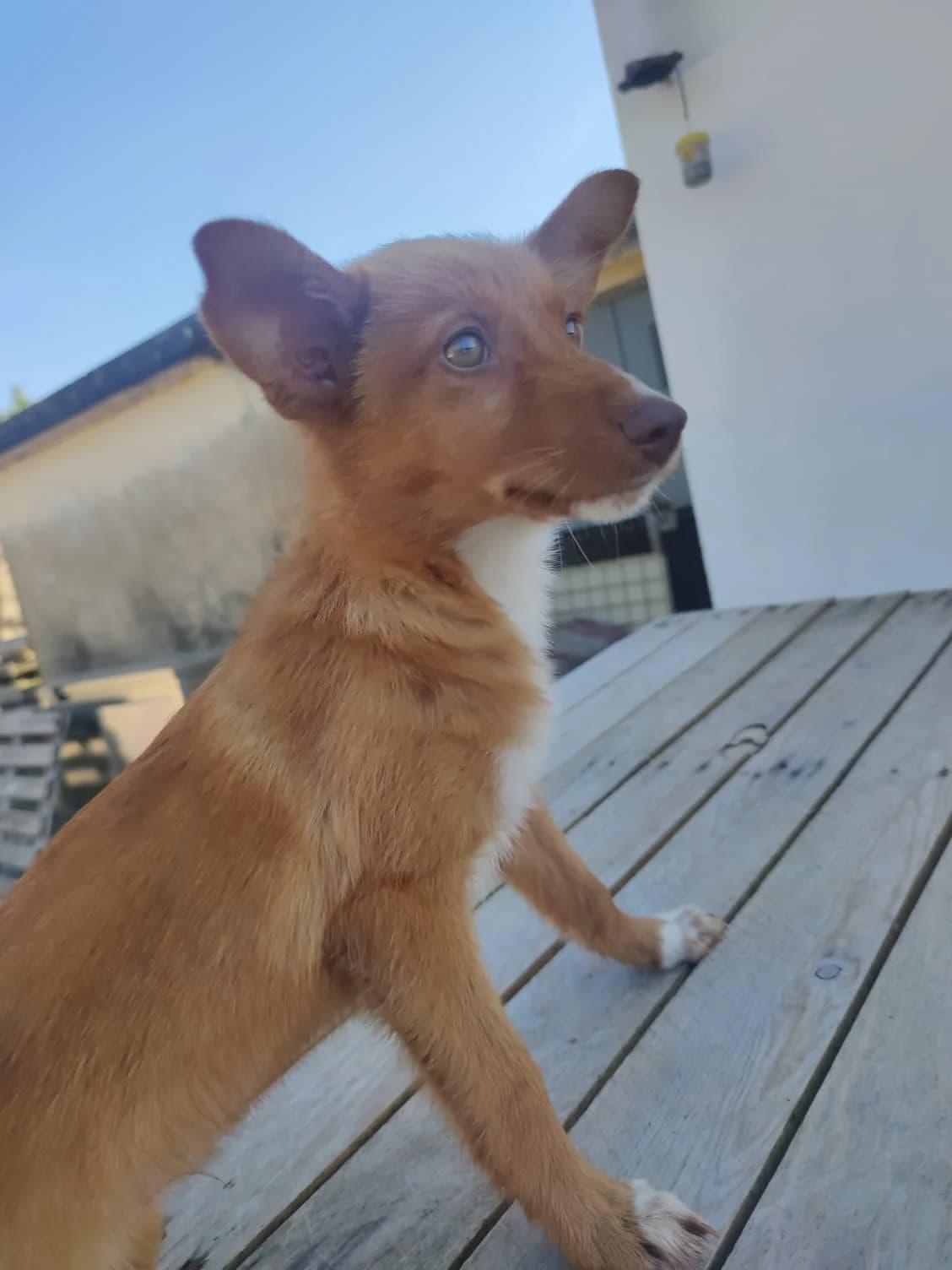 Lobo, male puppy Mixed Breed for adoption at Quatro Patas e Focinhos
