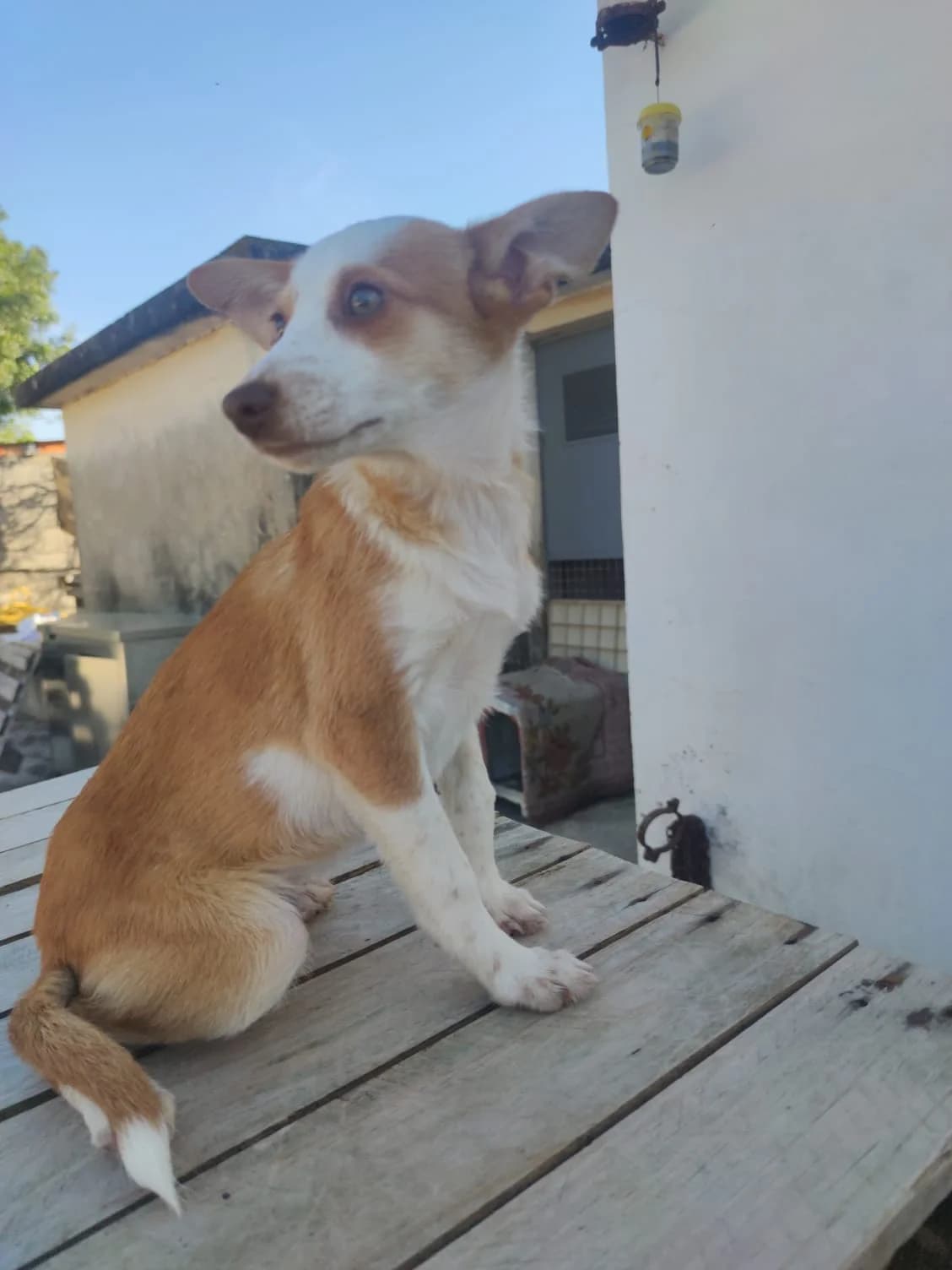 Chacal, male puppy Mixed Breed for adoption at Quatro Patas e Focinhos