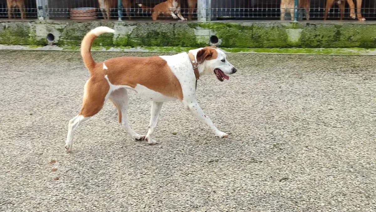 Luna, female Mixed Breed for adoption at Quatro Patas e Focinhos