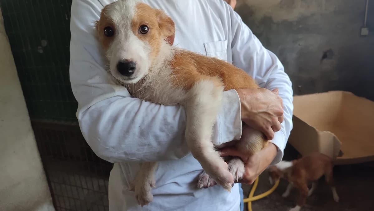 Rebelo, puppy Mixed Breed for adoption at Quatro Patas e Focinhos