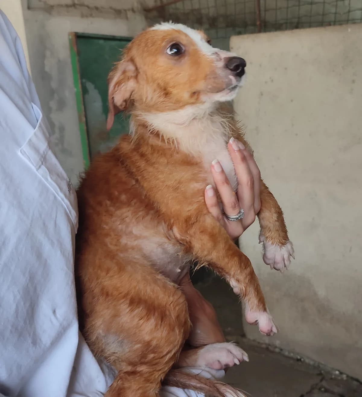 Camila, puppy Mixed Breed for adoption at Quatro Patas e Focinhos