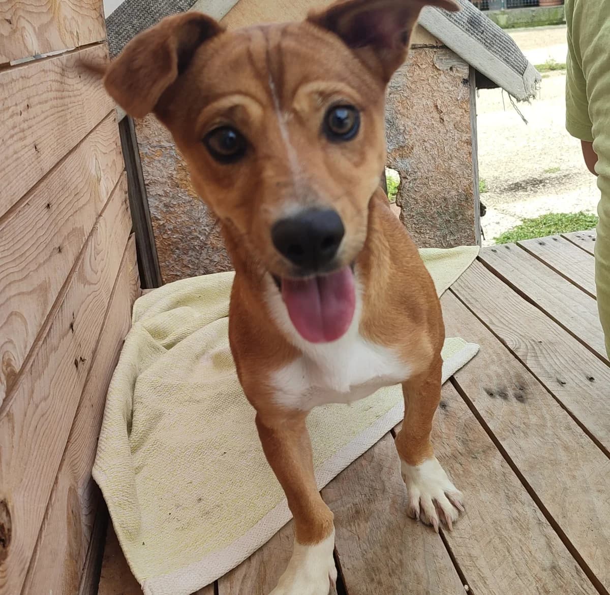Simba, male Mixed Breed for adoption at Quatro Patas e Focinhos