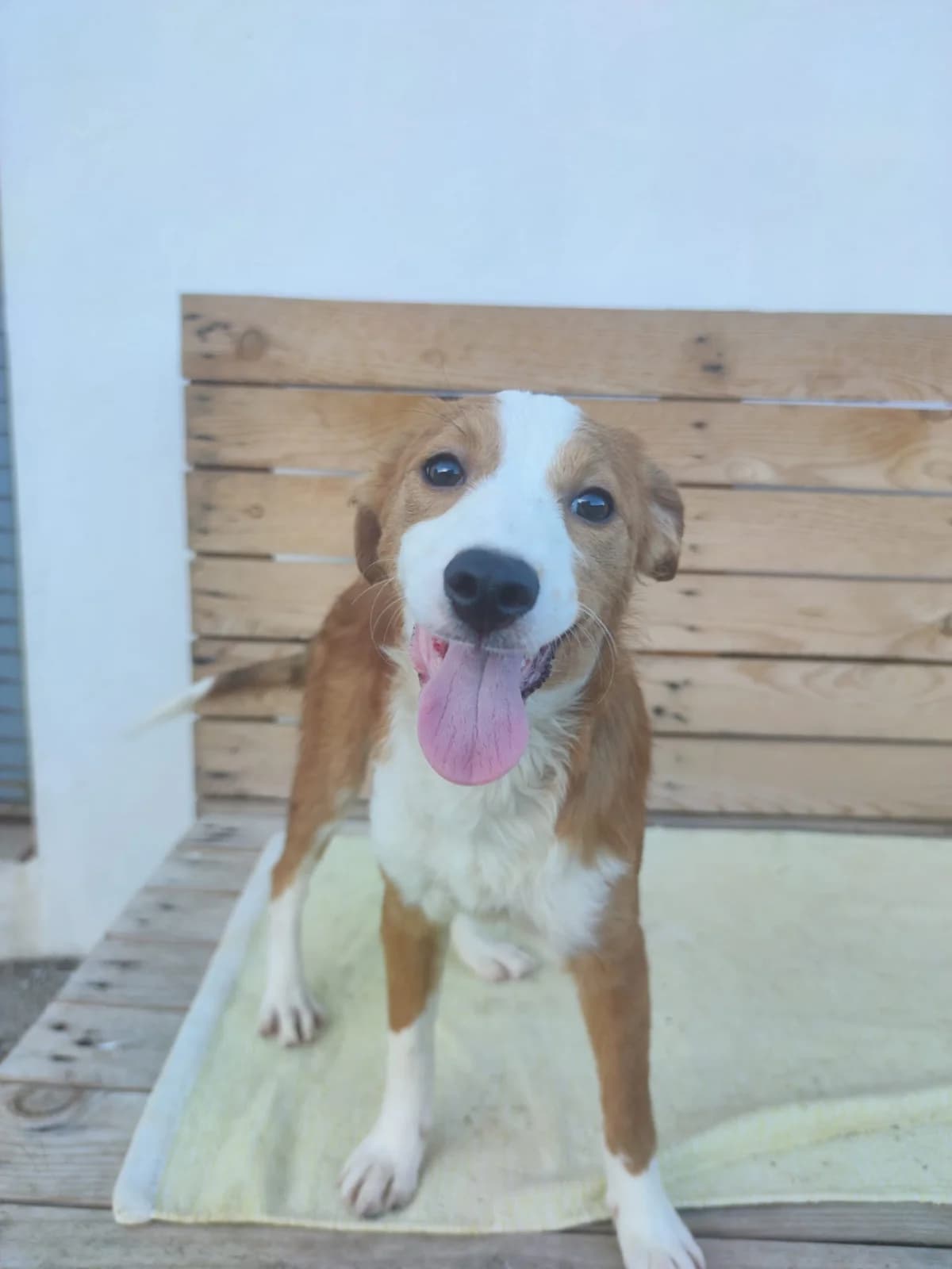 Catarina, female Mixed Breed for adoption at Quatro Patas e Focinhos