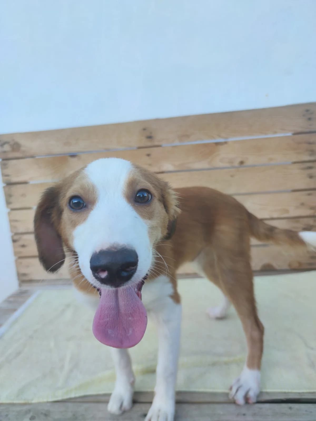 Costa, male Mixed Breed for adoption at Quatro Patas e Focinhos