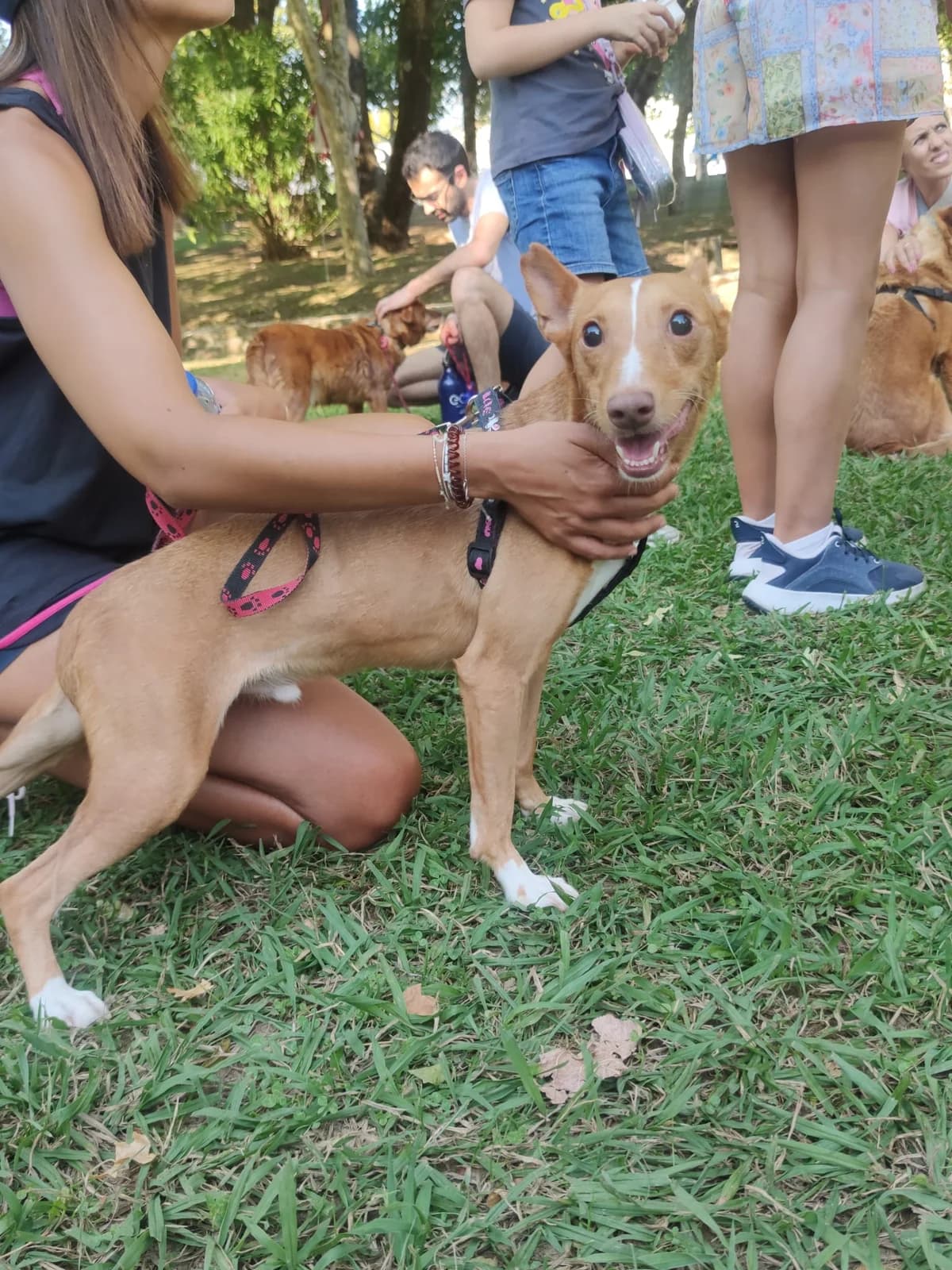 Stevie, male Mixed Breed for adoption at Quatro Patas e Focinhos
