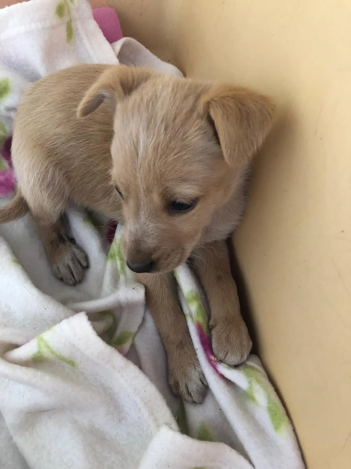 Alfa, male Mixed Breed for adoption at Quatro Patas e Focinhos