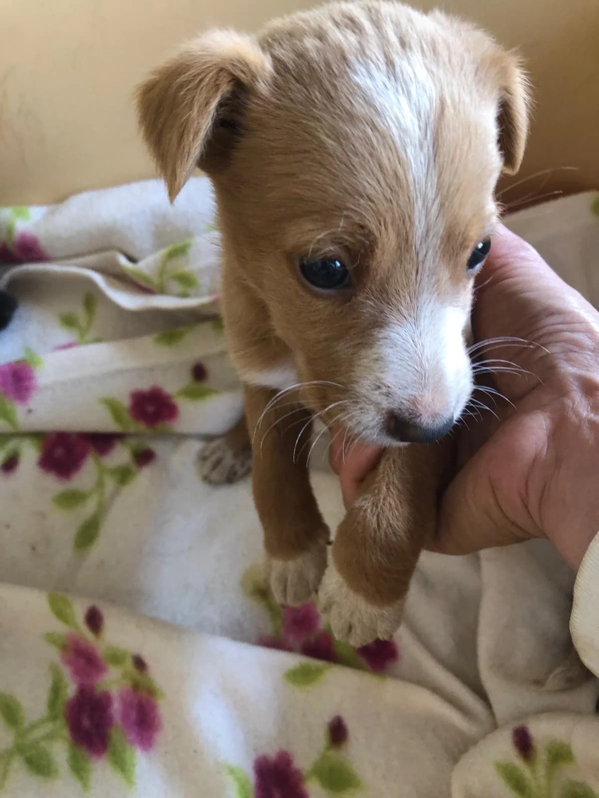 Beta, male Mixed Breed for adoption at Quatro Patas e Focinhos