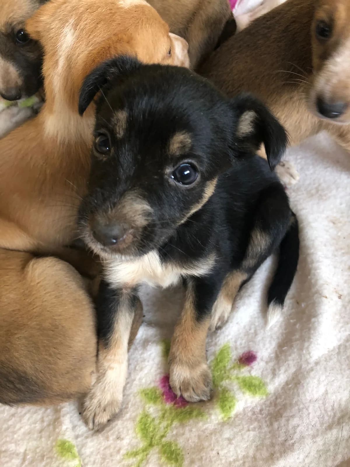 Zeta, female Mixed Breed for adoption at Quatro Patas e Focinhos