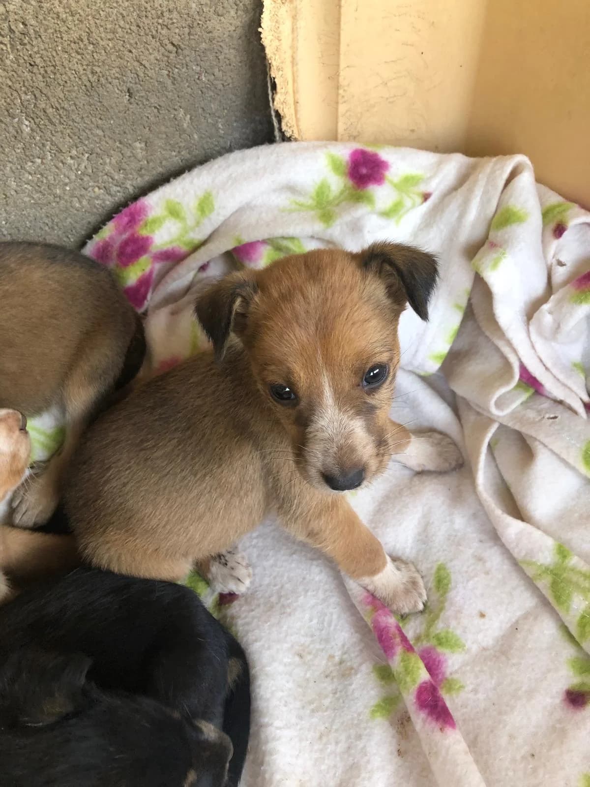 Gama, male Mixed Breed for adoption at Quatro Patas e Focinhos