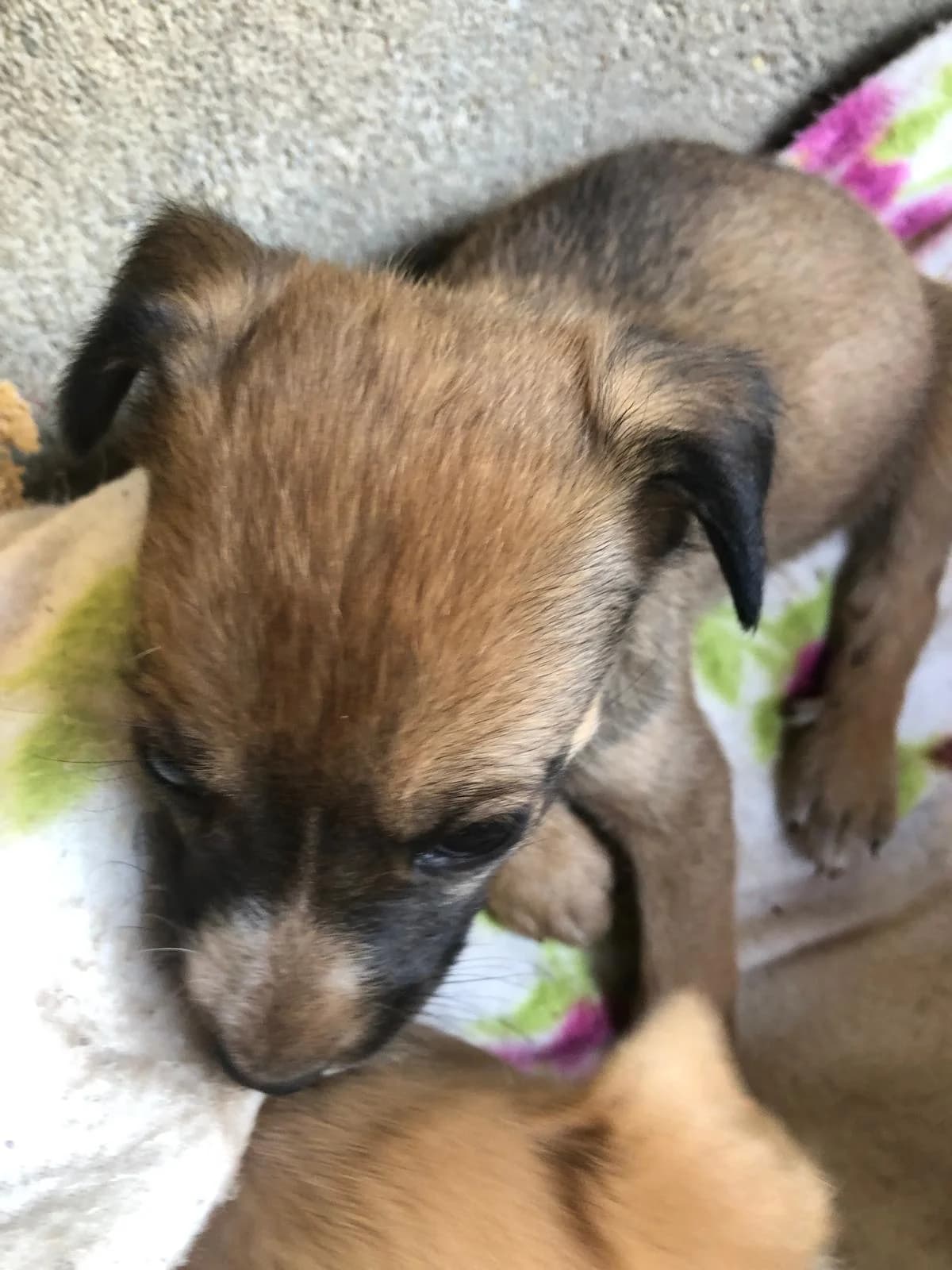Sigma, female Mixed Breed for adoption at Quatro Patas e Focinhos