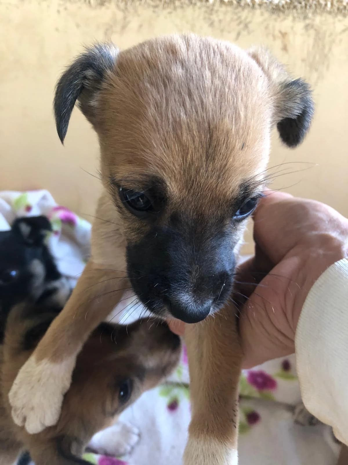 Delta, male Mixed Breed for adoption at Quatro Patas e Focinhos