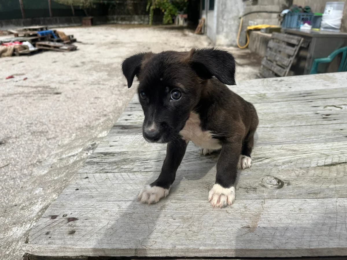 Azinheira, female puppy Mixed Breed for adoption at Quatro Patas e Focinhos