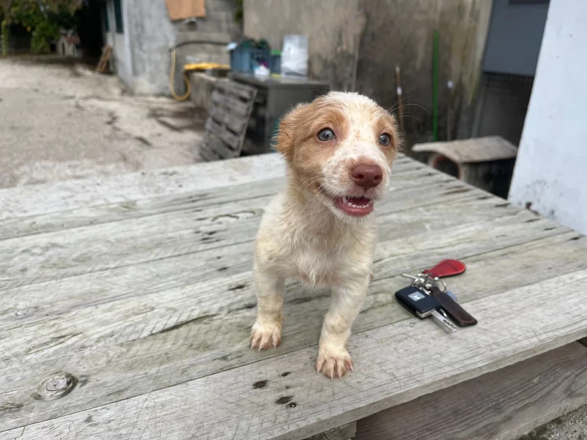 Samoca, female puppy Mixed Breed for adoption at Quatro Patas e Focinhos