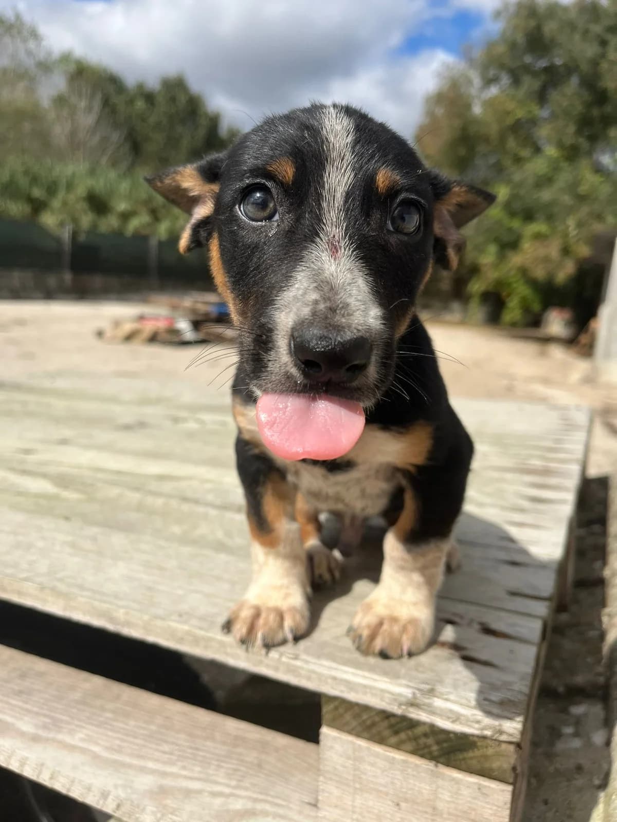 Carvalho, male puppy Mixed Breed for adoption at Quatro Patas e Focinhos