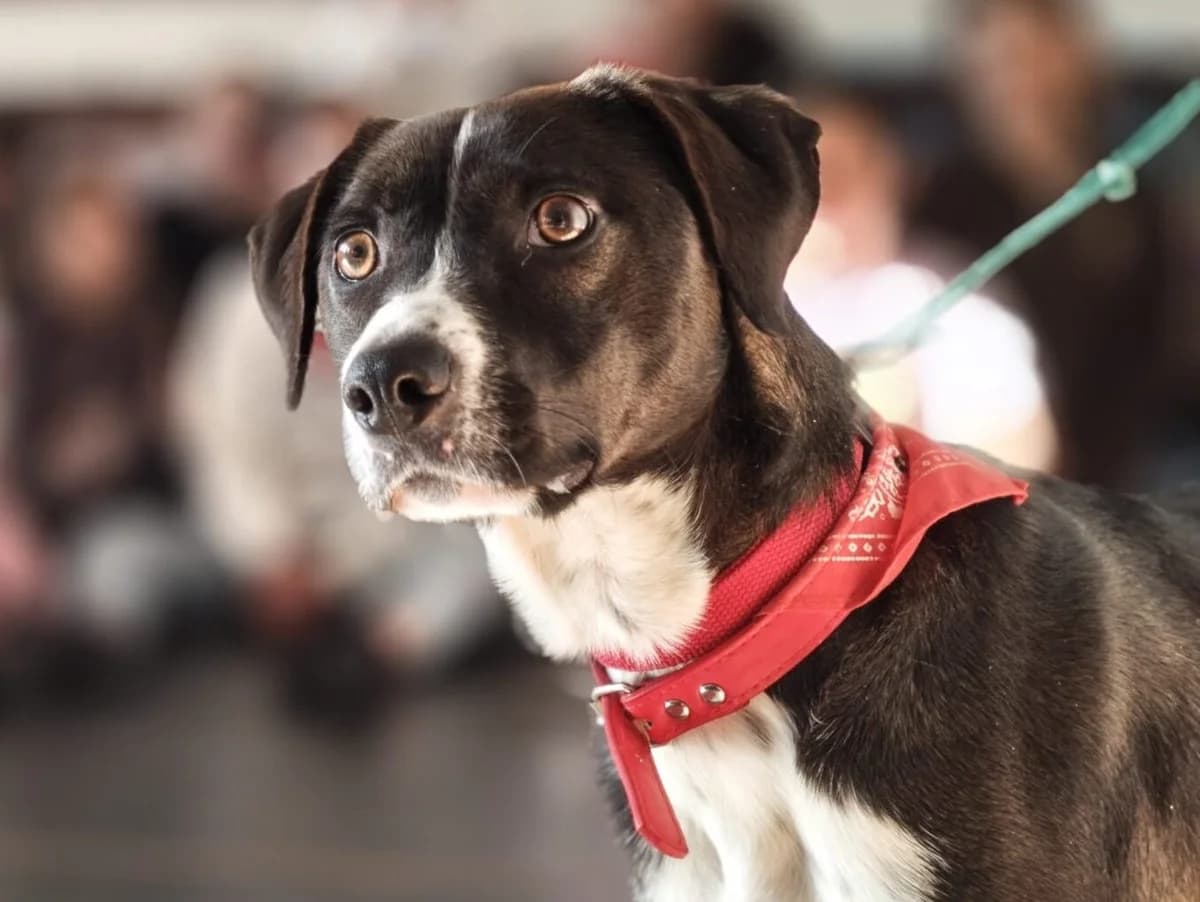 Maggie, female Mixed Breed for adoption at Quatro Patas e Focinhos