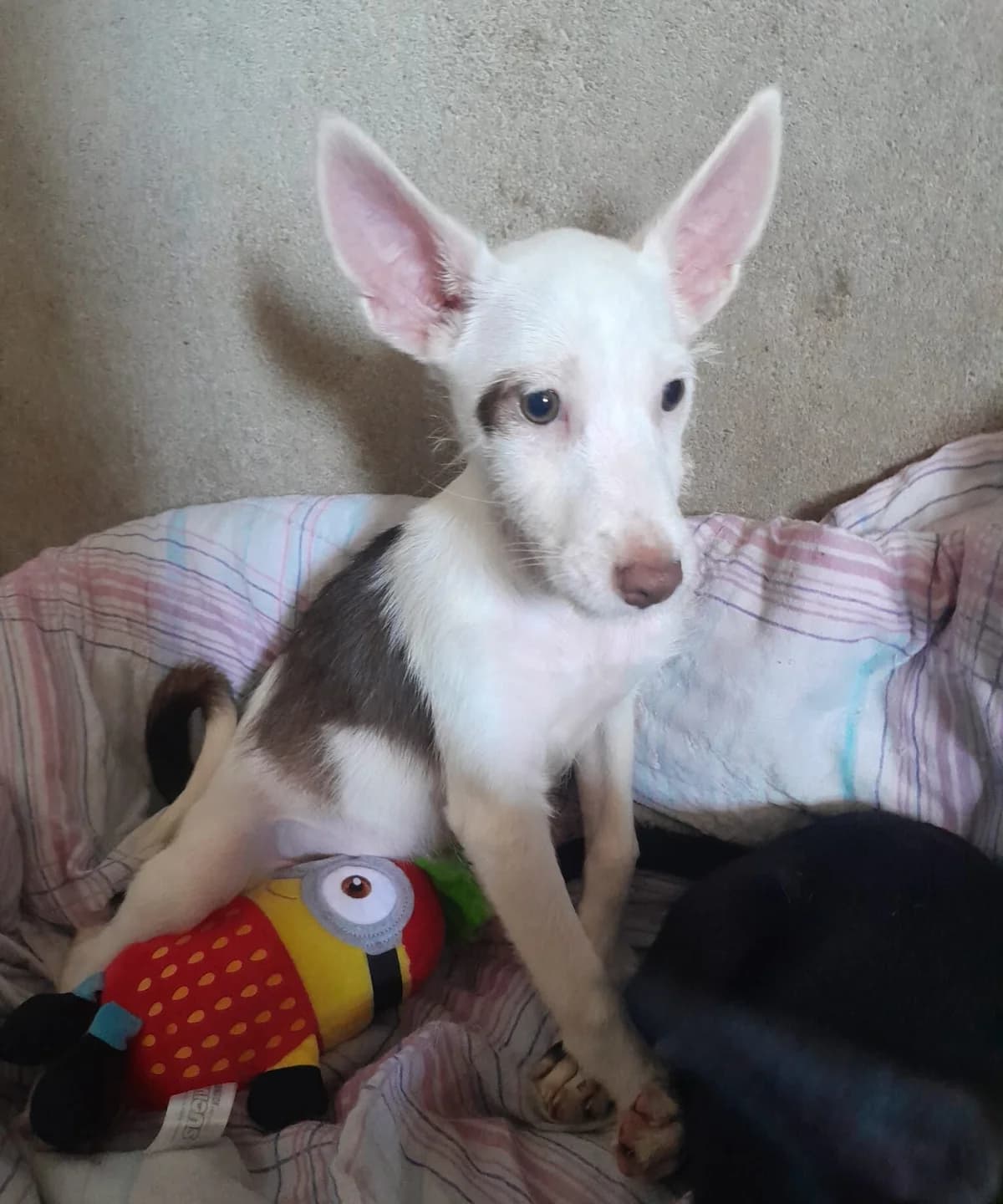 Mix, female puppy Mixed Breed for adoption at Quatro Patas e Focinhos