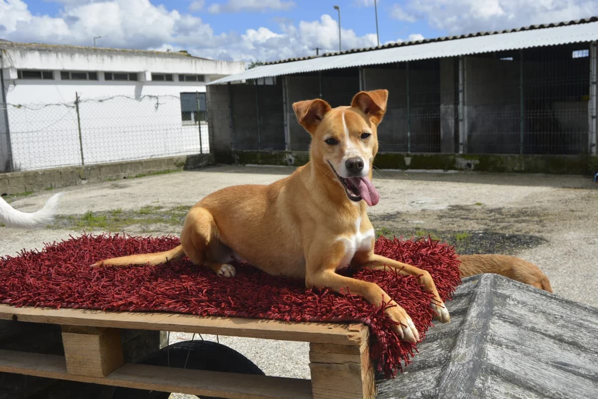 Daisy, female young Mixed Breed for adoption at Quatro Patas e Focinhos