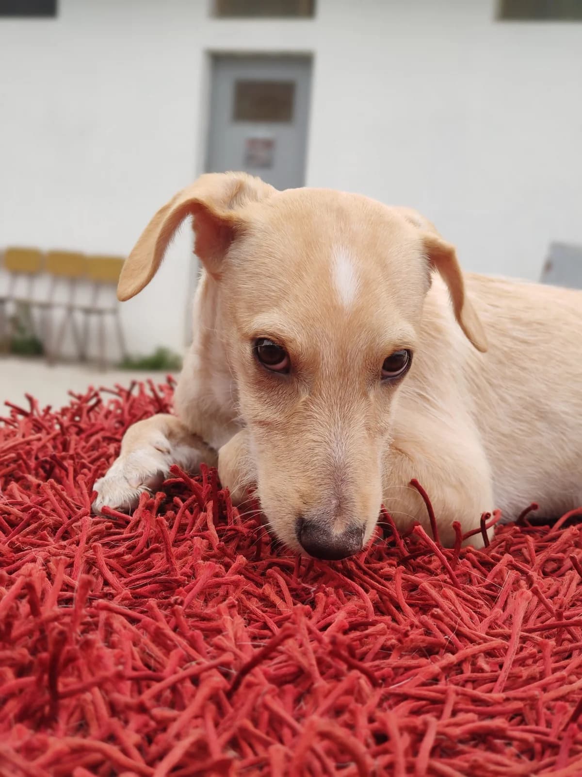 Félix, male puppy Mixed Breed for adoption at Quatro Patas e Focinhos