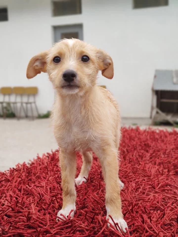 Lui, female puppy Mixed Breed for adoption at Quatro Patas e Focinhos