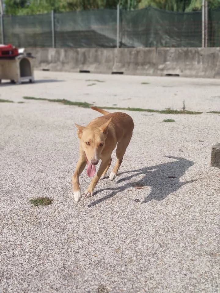 Teco, male puppy Mixed Breed for adoption at Quatro Patas e Focinhos