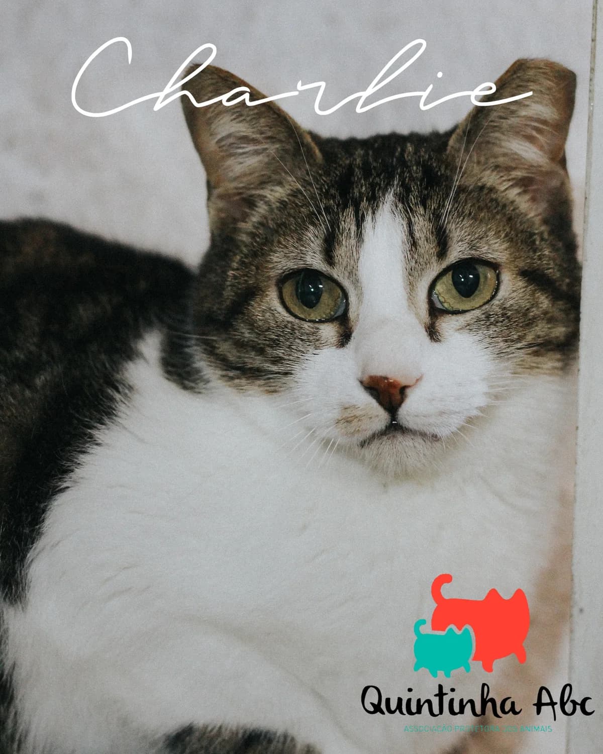 Charlie, Mixed Breed for adoption at Quintinha ABC - Associação Protectora dos Animais, Palmela (Setúbal)