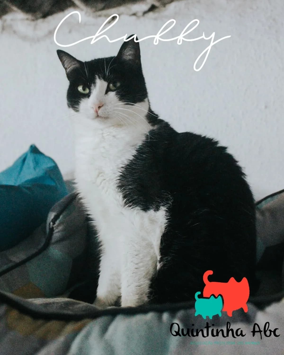 Chubby, Mixed Breed for adoption at Quintinha ABC - Associação Protectora dos Animais, Palmela (Setúbal)
