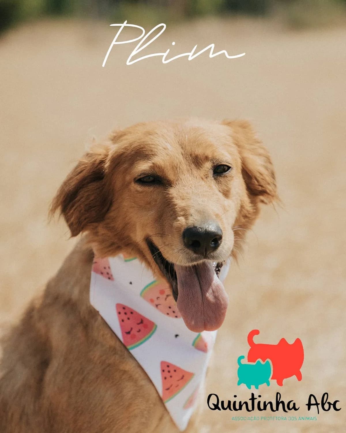 Plim, Mixed Breed for adoption at Quintinha ABC - Associação Protectora dos Animais, Palmela (Setúbal)