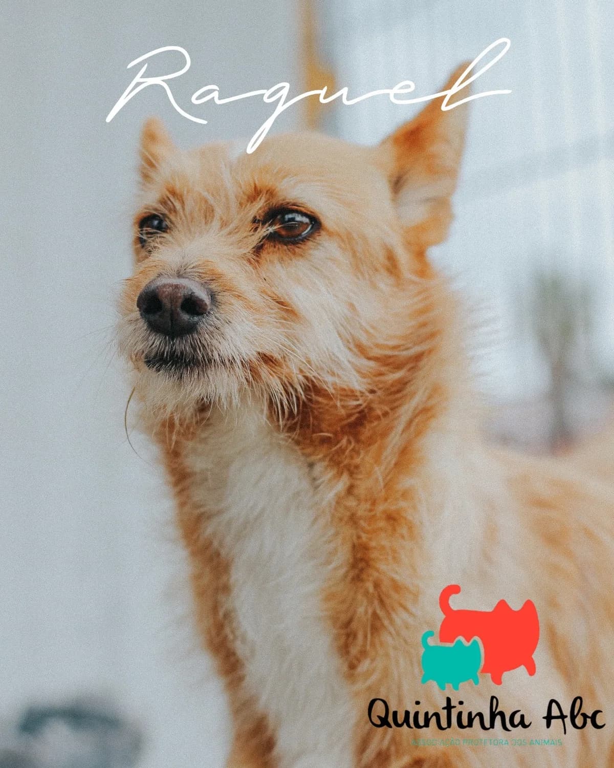 Raquel, Mixed Breed for adoption at Quintinha ABC - Associação Protectora dos Animais, Palmela (Setúbal)