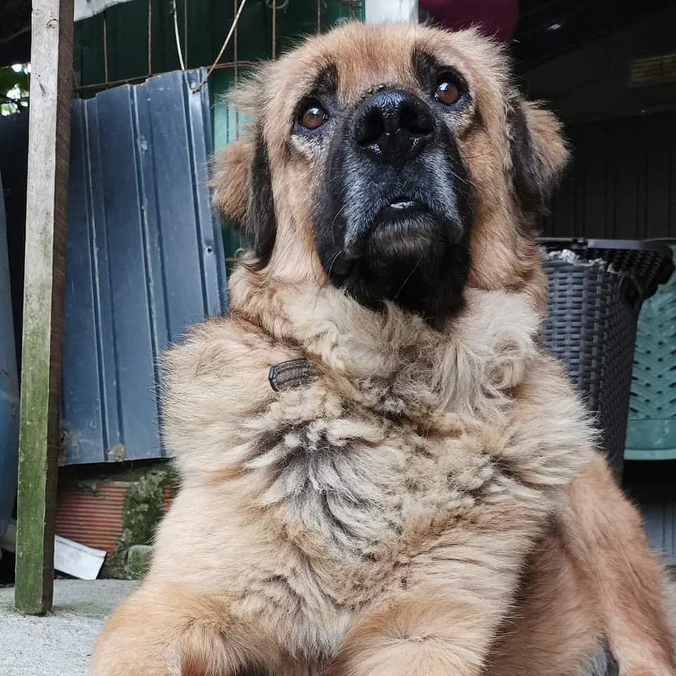 Balu, male 6yo mixed breed for adoption at Rafeiros SOS