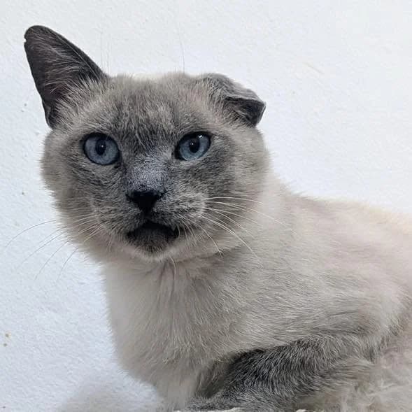 Couve Lombarda, male 3yo mixed breed for adoption at Rafeiros SOS