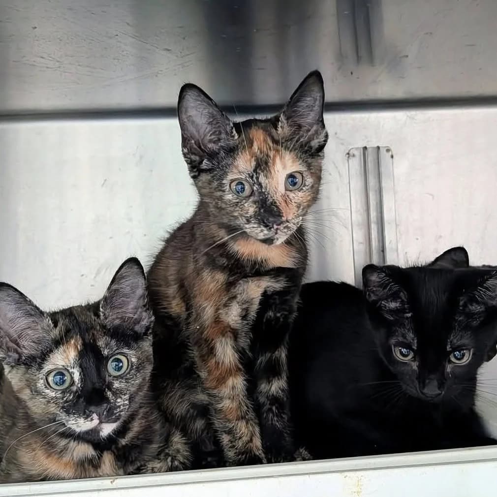 Dramática, Leia, Yoda e Hera, female puppy mixed breed for adoption at Rafeiros SOS
